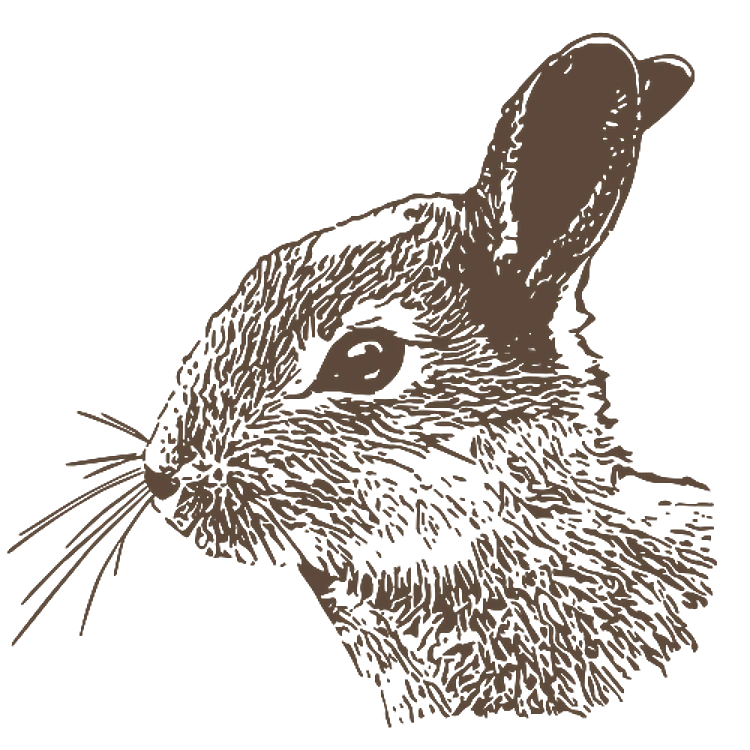 Realistic Bunny