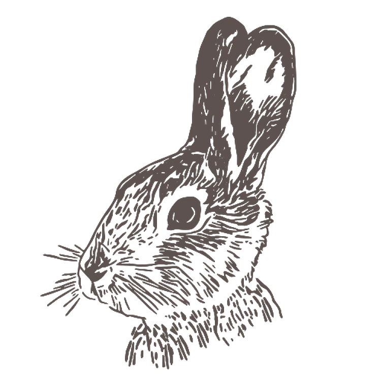 Realistic Bunny Head