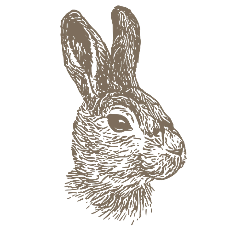 Realistic Bunny Rabbit
