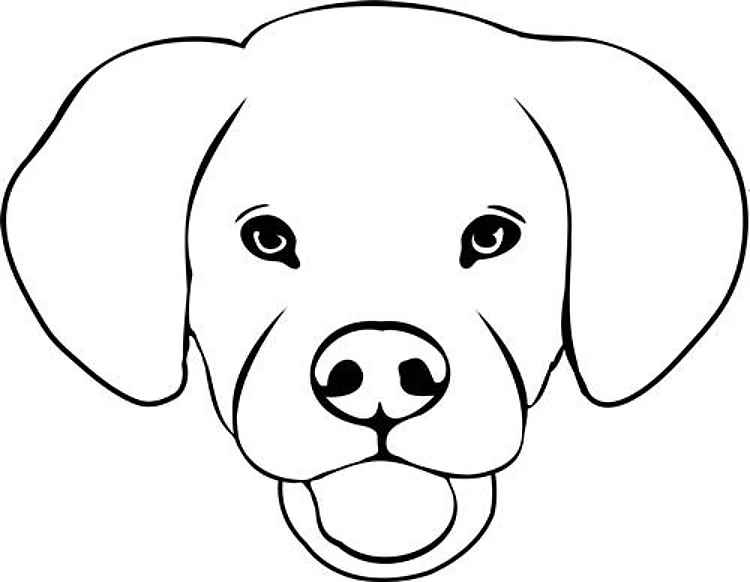 Labrador Puppy