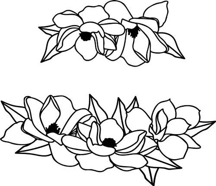 Magnolia Flowers