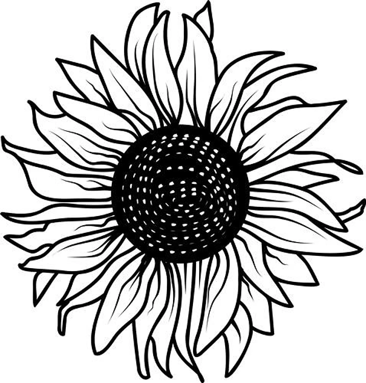 Sunflower Bloom