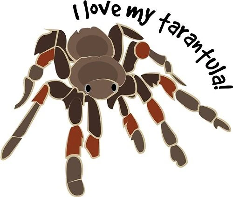 Love My Tarantula