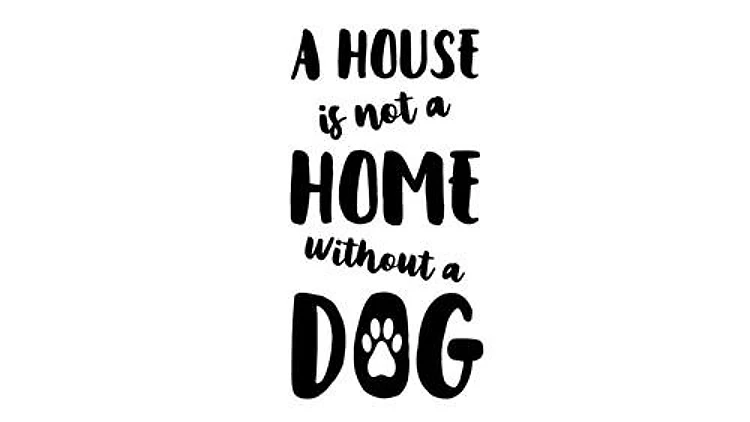 Home Without Dog
