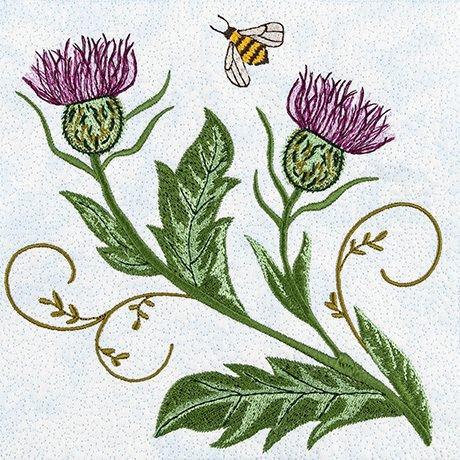 The resilient thistle