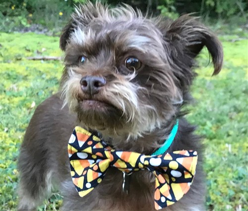 Dog Bow Tie PDF Sewing Pattern