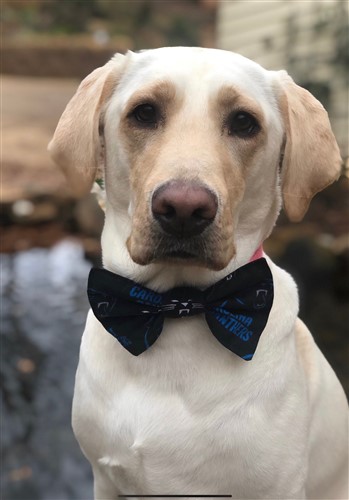 Dog Bow Tie PDF Sewing Pattern