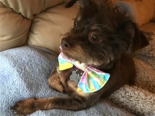 Dog Bow Tie PDF Sewing Pattern