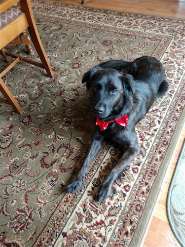 Dog Bow Tie PDF Sewing Pattern