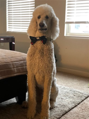 Dog Bow Tie PDF Sewing Pattern