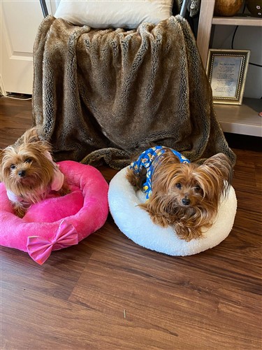 Dog or Cat Comfy Bed PDF Sewing Pattern