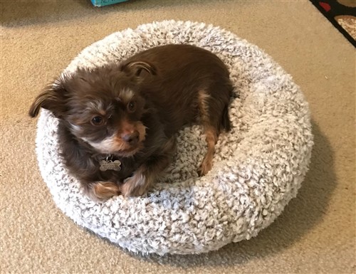 Dog or Cat Comfy Bed PDF Sewing Pattern