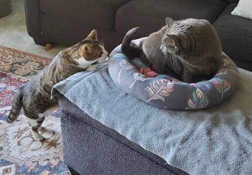 Dog or Cat Comfy Bed PDF Sewing Pattern