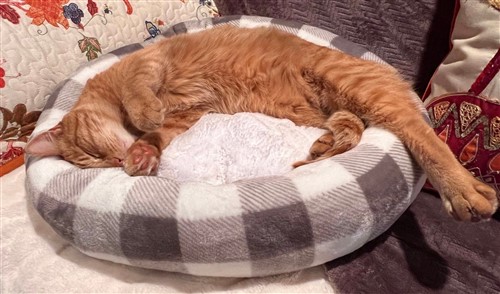 Dog or Cat Comfy Bed PDF Sewing Pattern