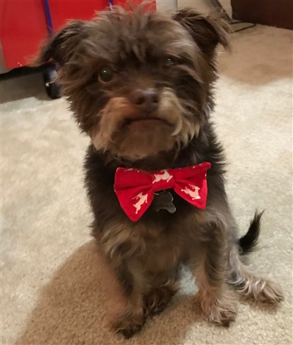 Dog Bow Tie PDF Sewing Pattern Dog Bow Tie PDF Sewing Pattern