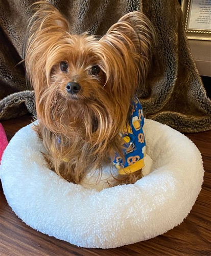 Dog or Cat Comfy Bed PDF Sewing Pattern Dog or Cat Comfy Bed PDF Sewing Pattern