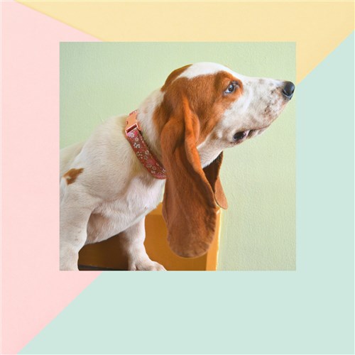 Pet Scarf Bandana PDF Digital Sewing Pattern