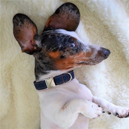 Pet Scarf Bandana PDF Digital Sewing Pattern