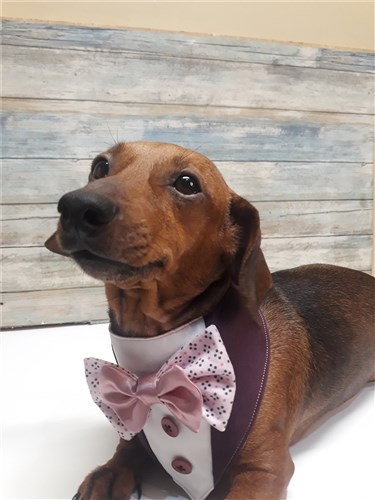 Tuxedo Dog Bandana PDF Pattern