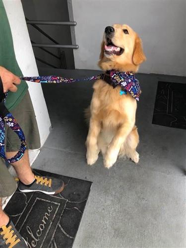 Pet Bandana & Leash PDF Sewing Pattern