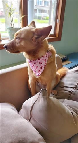 Pet Bandana & Leash PDF Sewing Pattern