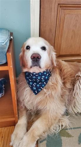 Pet Bandana & Leash PDF Sewing Pattern