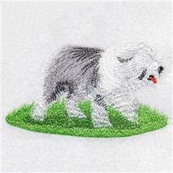 Bearded Collie