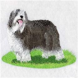 Bearded Collie