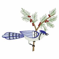 Vibrant blue jay perched on a lush pine branch with green needles and red berries, bringing festive winter charm.