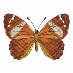 Realistic butterfly with orange wings and intricate white and black patterns, perfect for nature themes.