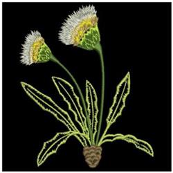 Realistic dandelion with vibrant yellow flowers and detailed white petals, surrounded by green leaves on black background.