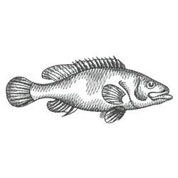 Detailed sketch of a fish with intricate fin details and body contours, showcasing monochrome elegance.