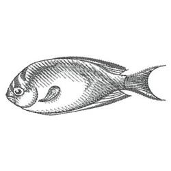Stylized fish portrait with sleek fins and intricate contours, featuring a monochromatic grey palette.
