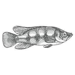 Sketchy fish illustration with streamlined body, distinct fins, and detailed scales in monochrome.