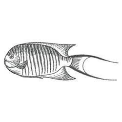 Illustrative fish with distinct stripes, flowing fins, and an elegant tail in a minimalist line art style.