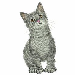 Gray Kitten