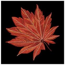 Realistic maple leaf in vibrant red and orange tones, showcasing intricate veins, perfect for autumn decor.