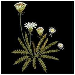 A cluster of wildflowers in cream and white hues with detailed petals and green foliage on a black backdrop.