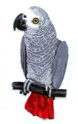 African Grey