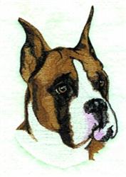 Boxer