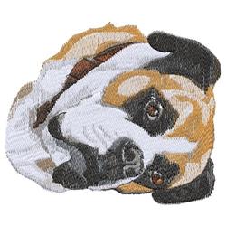 Boxer