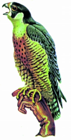 Falcon Embroidery Design | EmbroideryDesigns.com