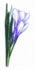 Crocus flowers in realistic detail, displaying vibrant purple petals and green leaves, perfect for spring decor.