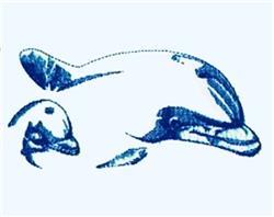 Dolphins - 6x10 dolphin beginner-friendly machine embroidery design for Swim Bags