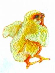 bird beginner-friendly machine embroidery - Easter Chick perfect for reusable tote bags