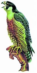 detailed bird machine digital embroidery pattern - Falcon for patchwork quilt blocks