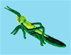 quick stitch grasshopper machine embroidery pattern - Grasshopper for decorative pillow covers