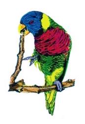 bird detailed machine digital embroidery - Lorikeet perfect for reusable tote bags