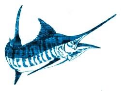 Marlin