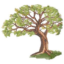 Oak Tree